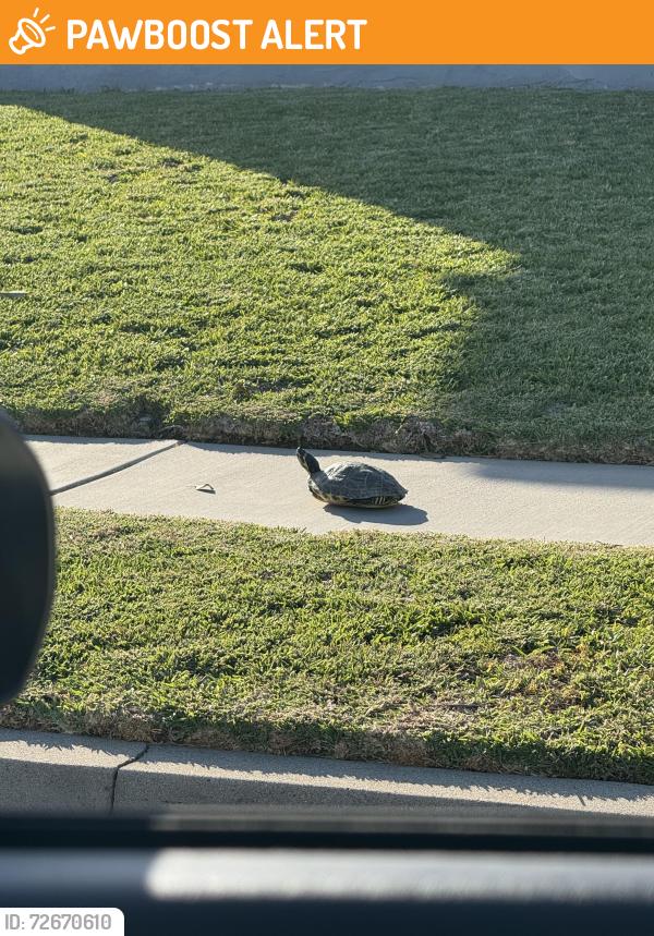 Found/Stray Unknown Reptile last seen 9th ave. near Binney St., Hacienda Heights, CA 91745