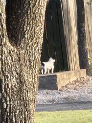 Found/Stray Unknown Dog last seen Texas Plume Rd and ewood Springs Road, Austin, TX 78759