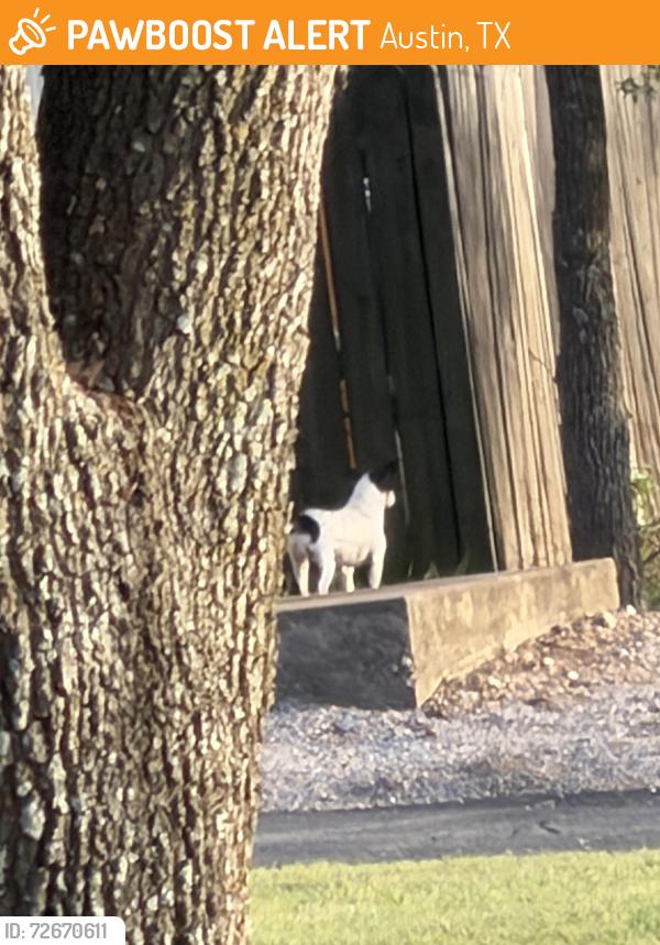 Found/Stray Unknown Dog last seen Texas Plume Rd and ewood Springs Road, Austin, TX 78759