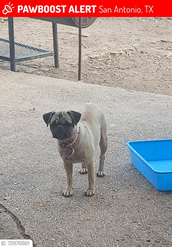Lost Female Dog last seen San Fernando cemetery #2, San Antonio, TX 78237