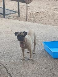 Lost Female Dog last seen San Fernando cemetery #2, San Antonio, TX 78237