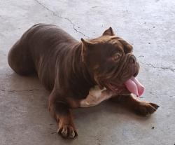 Found/Stray Female Dog last seen Donaldson and st Cloud , San Antonio, TX 78228