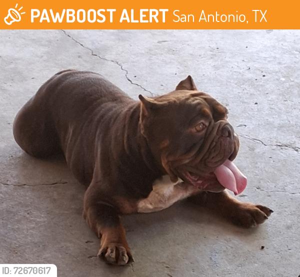 Found/Stray Female Dog last seen Donaldson and st Cloud , San Antonio, TX 78228
