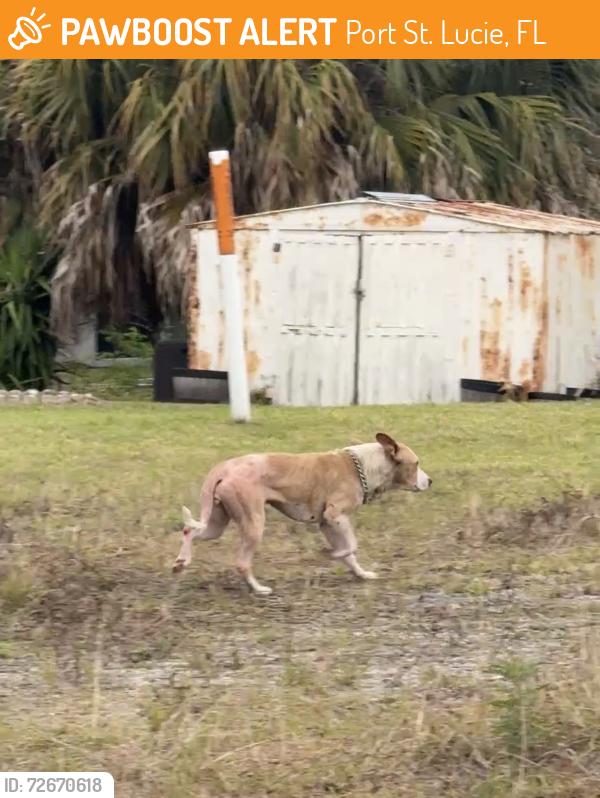 Found/Stray Unknown Dog last seen Brescia St and Gray Beal Ave, Port St. Lucie, FL 34953