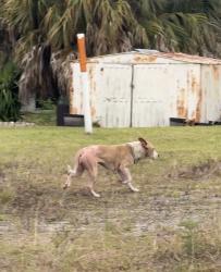 Found/Stray Unknown Dog last seen Brescia St and Gray Beal Ave, Port St. Lucie, FL 34953