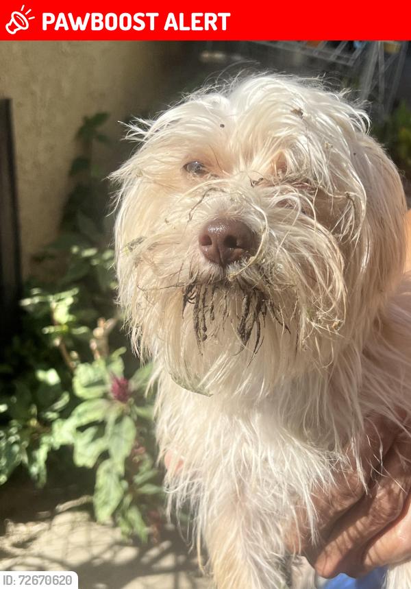 Lost Male Dog last seen Beverly and sadler, Los Angeles, CA 90011