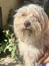 Lost Male Dog last seen Beverly and sadler, Los Angeles, CA 90011