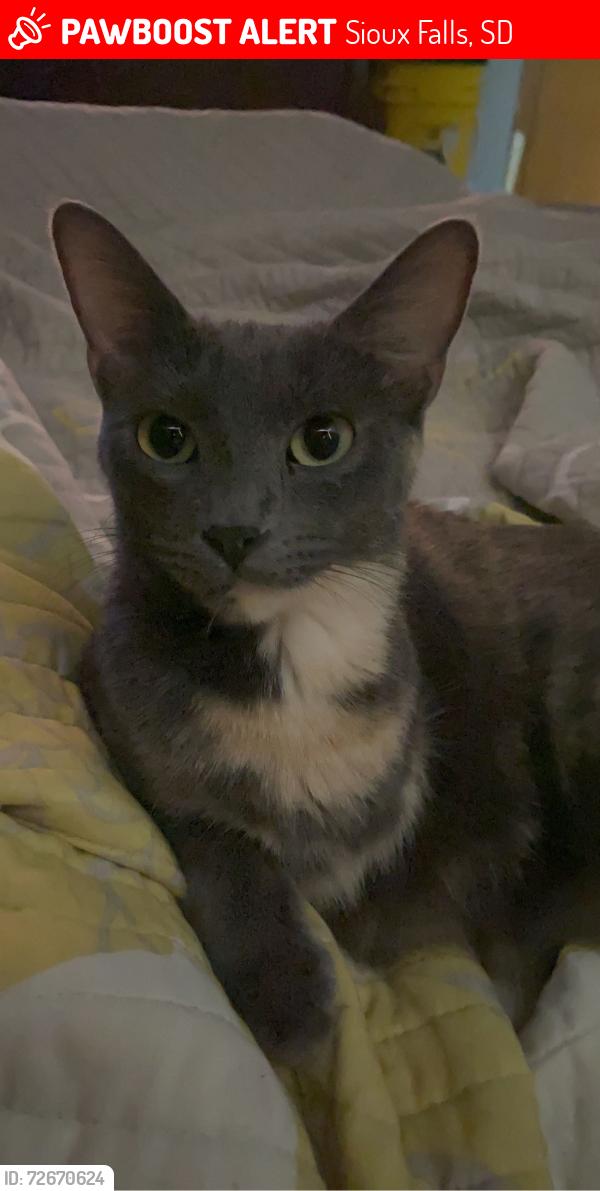 Lost Female Cat last seen 33rd and S lake , Sioux Falls, SD 57105