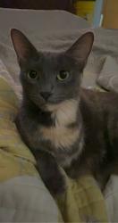 Lost Female Cat last seen 33rd and S lake , Sioux Falls, SD 57105