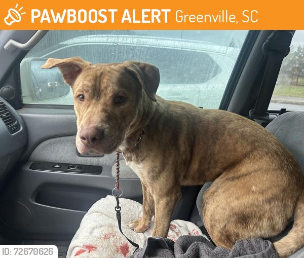 Found/Stray Male Dog last seen Dollar General Augusta Rd., Greenville, SC 29605