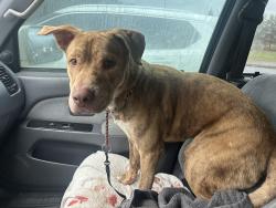 Found/Stray Male Dog last seen Dollar General Augusta Rd., Greenville, SC 29605