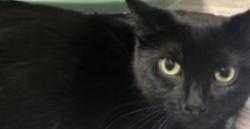 Lost Female Cat last seen 67th st, Indianapolis, IN 46268