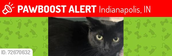 Lost Female Cat last seen 67th st, Indianapolis, IN 46268