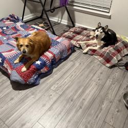 Found/Stray Female Dog last seen Prairie Ridge Blvd Goodland , Midlothian, TX 76065