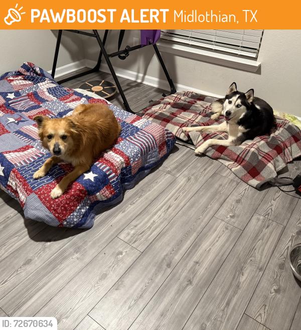 Found/Stray Female Dog last seen Prairie Ridge Blvd Goodland , Midlothian, TX 76065