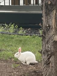 Found/Stray Unknown Rabbit last seen End of cul de sac on Brightleaf Court, Archdale, NC 27263