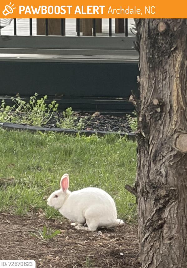 Found/Stray Unknown Rabbit last seen End of cul de sac on Brightleaf Court, Archdale, NC 27263