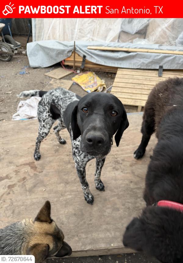 Lost Male Dog last seen S pff New Braunfels and I35, San Antonio, TX 78208