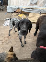 Lost Male Dog last seen S pff New Braunfels and I35, San Antonio, TX 78208