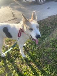 Found/Stray Female Dog last seen Colewick Court in Northwood Pines, Spring, TX 77373