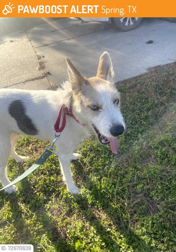 Found/Stray Female Dog last seen Colewick Court in Northwood Pines, Spring, TX 77373