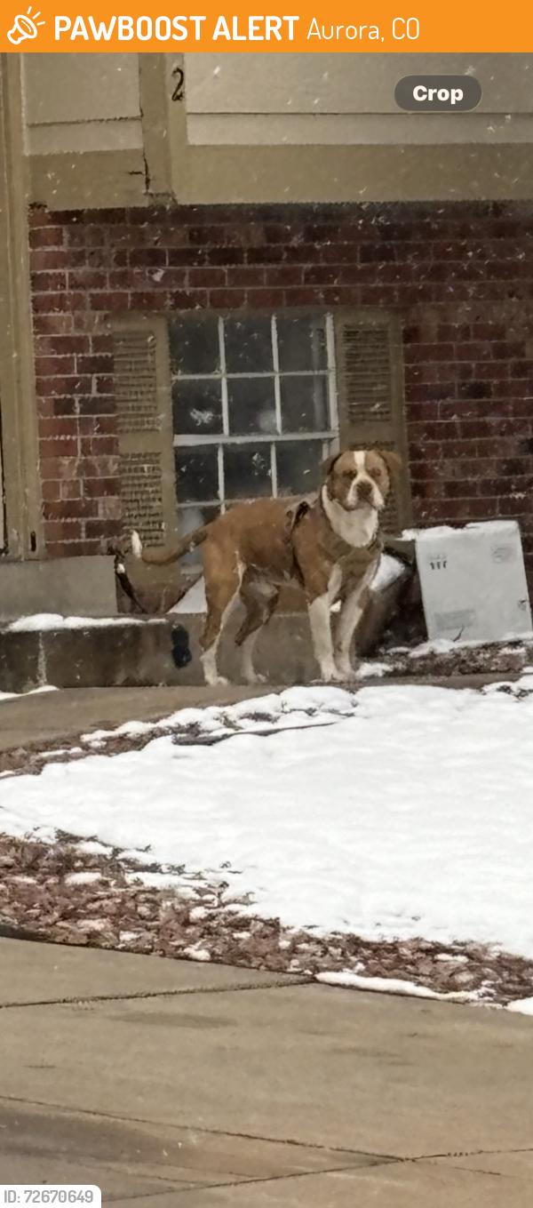 Found/Stray Unknown Dog last seen Across from side creek park, Aurora, CO 80017