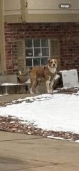 Found/Stray Unknown Dog last seen Across from side creek park, Aurora, CO 80017