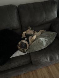Lost Male Dog last seen I have a tom gas stacion and the hawks elementary  school and I have the broward swaje sign, Southwest Ranches, FL 33331