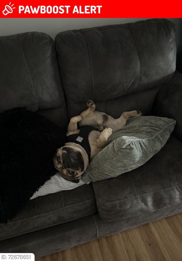 Lost Male Dog last seen I have a tom gas stacion and the hawks elementary  school and I have the broward swaje sign, Southwest Ranches, FL 33331