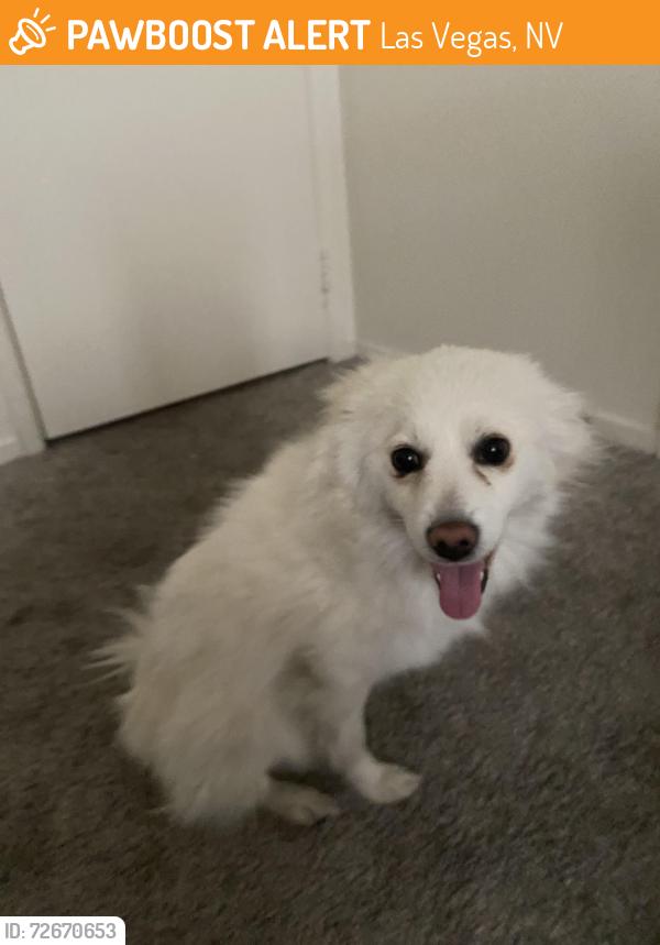 Found/Stray Female Dog last seen Sahara and Valley view Boulevard, Las Vegas, NV 89102