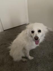 Found/Stray Female Dog last seen Sahara and Valley view Boulevard, Las Vegas, NV 89102