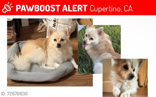 Lost Male Dog last seen Creekside Park, Cupertino, CA 95014