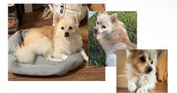 Lost Male Dog last seen Creekside Park, Cupertino, CA 95014