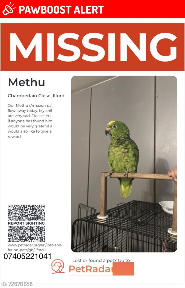 Lost Male Bird last seen Chamberlain close , Greater London, England SE28