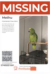 Lost Male Bird last seen Chamberlain close , Greater London, England SE28