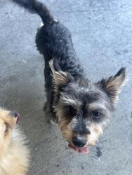 Found/Stray Female Dog last seen Costa Ave Richmond Ca , Richmond, CA 94806