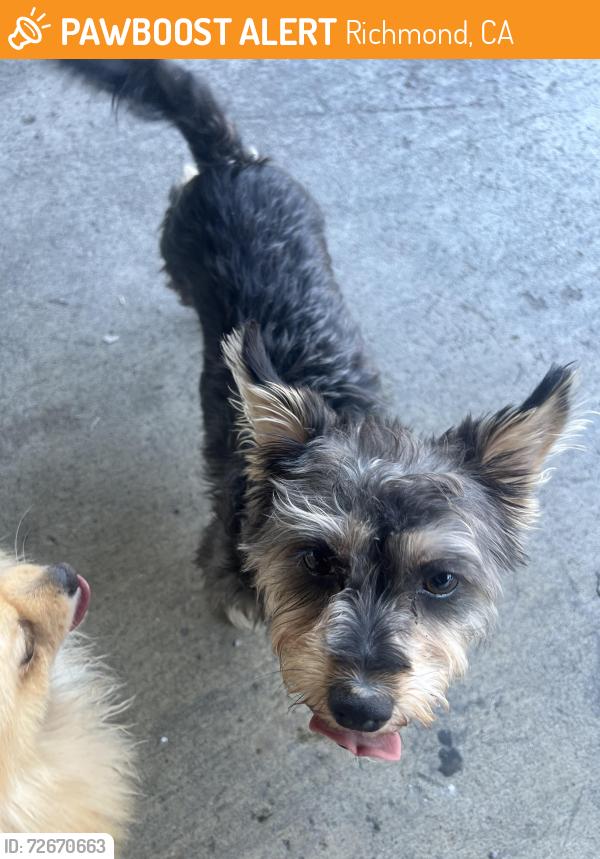 Found/Stray Female Dog last seen Costa Ave Richmond Ca , Richmond, CA 94806