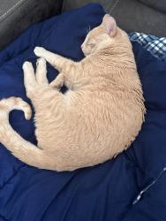 Lost Male Cat last seen Near Pioneer Blvd, Norwalk, CA 90650, Norwalk, CA 90650