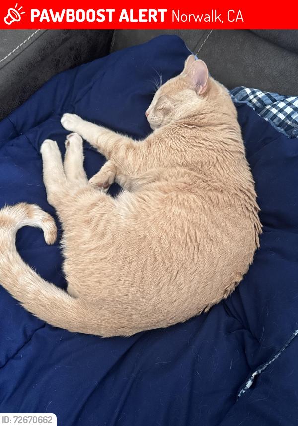 Lost Male Cat last seen Near Pioneer Blvd, Norwalk, CA 90650, Norwalk, CA 90650