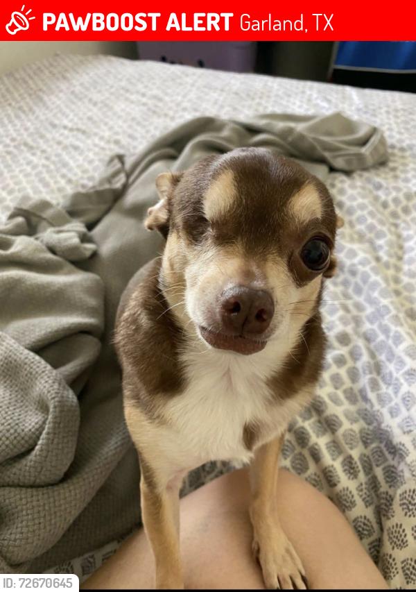 Lost Female Dog last seen Castle Dr and Mars Dr, Garland, TX 75040