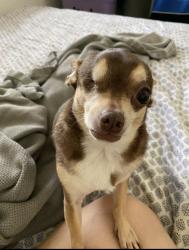 Lost Female Dog last seen Castle Dr and Mars Dr, Garland, TX 75040