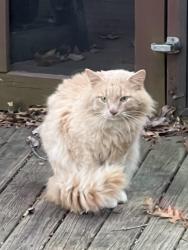Found/Stray Unknown Cat last seen Flint Ridge Drive Grafton Ohio, Grafton, OH 44044