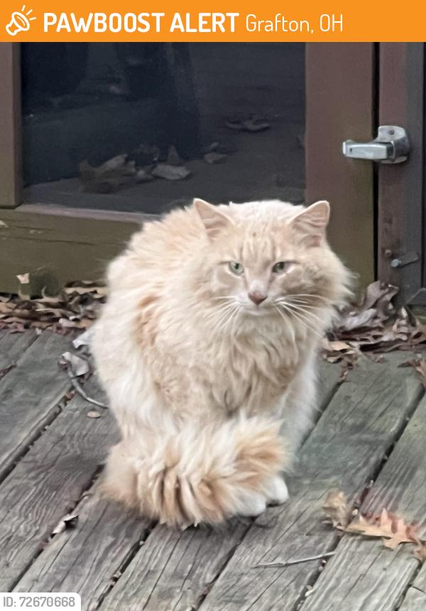 Found/Stray Unknown Cat last seen Flint Ridge Drive Grafton Ohio, Grafton, OH 44044