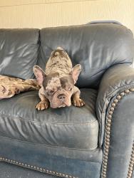 Found/Stray Male Dog last seen N Shea Flyn, Corpus Christi, TX 78413