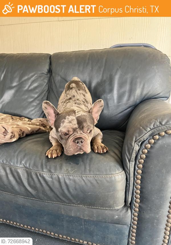 Found/Stray Male Dog last seen N Shea Flyn, Corpus Christi, TX 78413