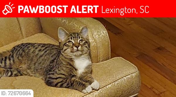 Lost Male Cat last seen Augusta Rd , Lexington, SC 29073