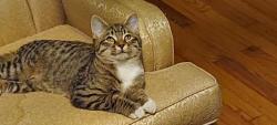 Lost Male Cat last seen Augusta Rd , Lexington, SC 29073