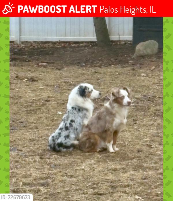 Lost Male Dog last seen 125th and 75th Ave, Palos Heights, IL 60463