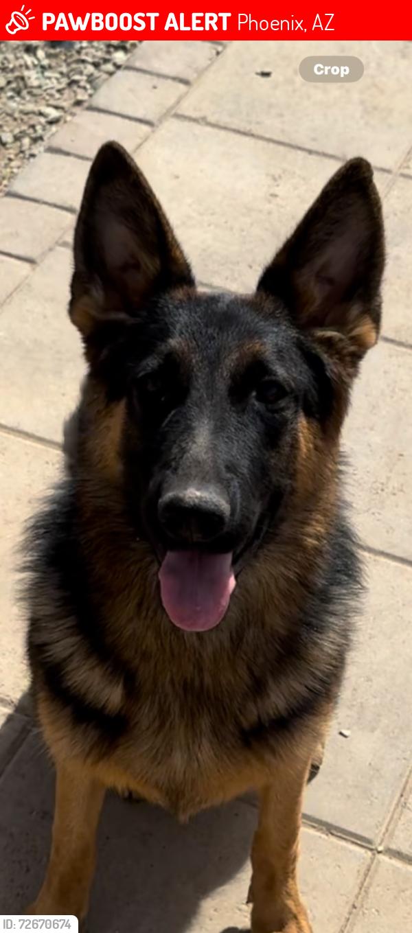 Lost Female Dog last seen 27th ave and Northern , Phoenix, AZ 85051