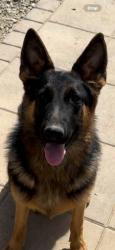 Lost Female Dog last seen 27th ave and Northern , Phoenix, AZ 85051